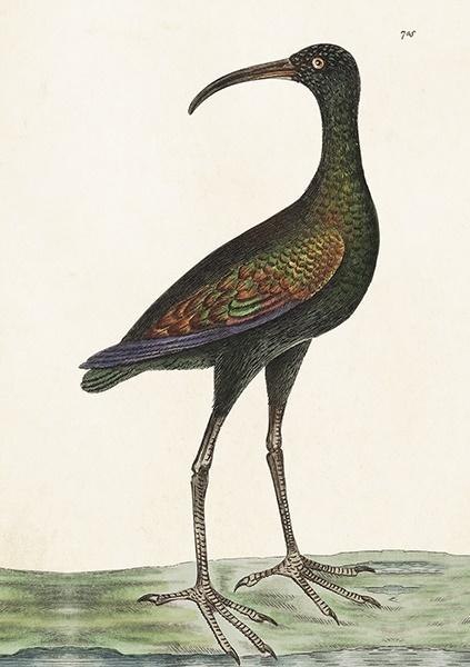 Karnet ST378 B6 + koperta Apteribis