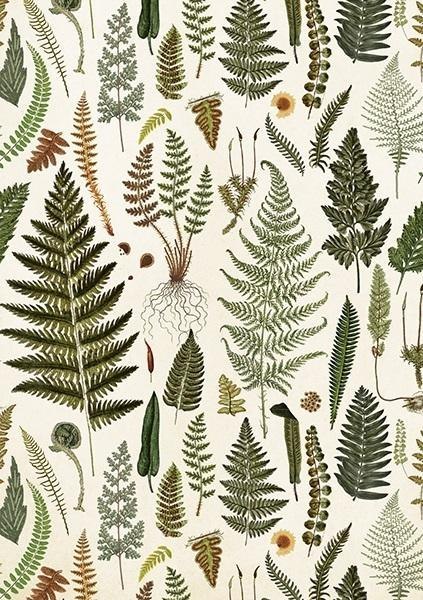 Karnet ST428 B6 + koperta Paprotki