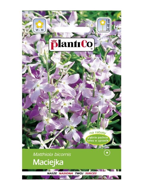 PLATINET NASIONA MACIEJKA MATTHIOLA SEEDS 5 G