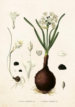 Karnet ST230 B6 + koperta Narcyz