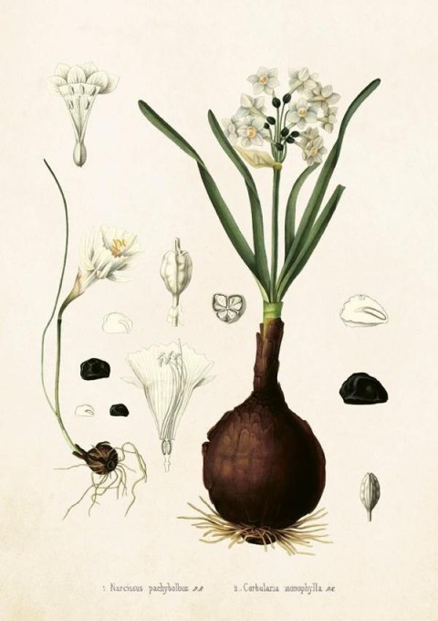 Karnet ST230 B6 + koperta Narcyz