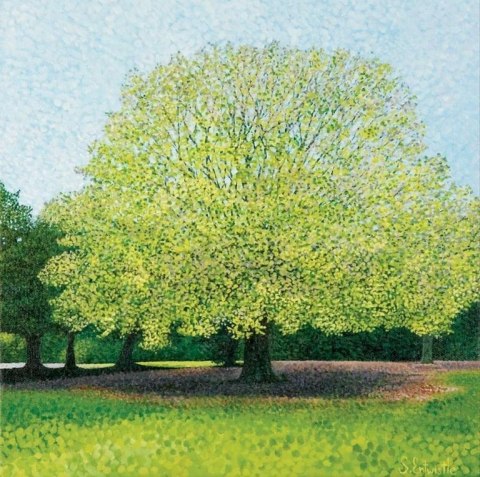 Karnet z kopertą Buk paprociowy