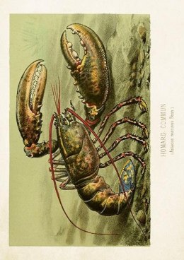 Karnet ST477 B6 + koperta Homar zwyczajny