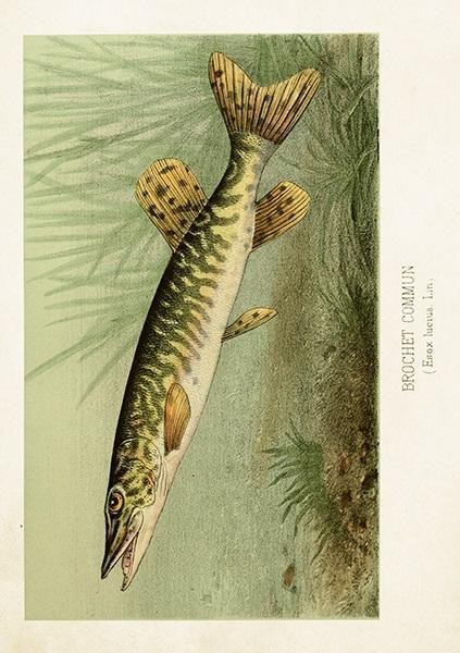 Karnet ST478 B6 + koperta Szczupak