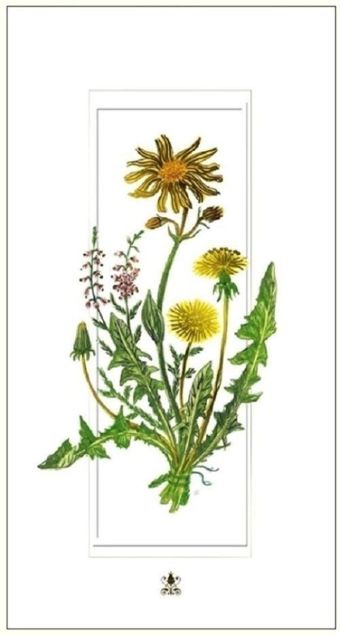 Karnet 12x23cm + koperta Mlecze