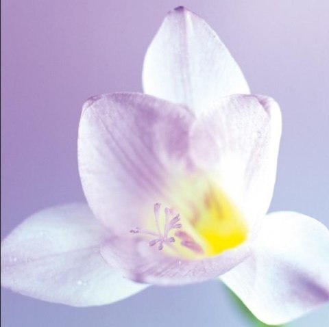 Karnet 16x16cm + koperta Kwiat biały