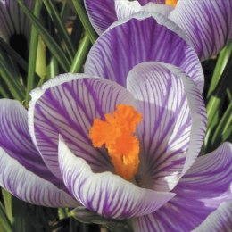 Karnet 16x16cm + koperta Krokus