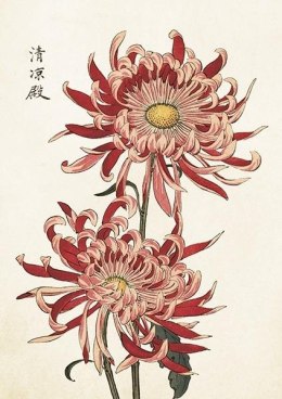 Karnet ST419 B6 + koperta Chryzantema