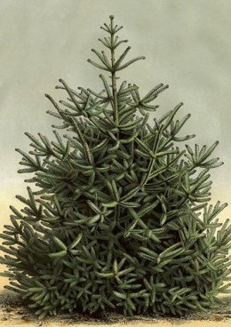 Karnet ST437 B6 + koperta Świerk Święta BN