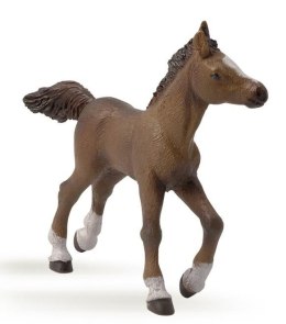 Źrebię rasy angloarabskiej