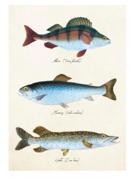 Karnet ST343 B6 + koperta Ryby