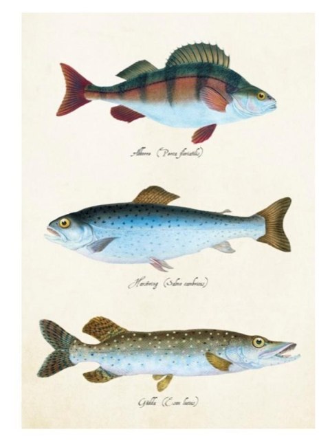 Karnet ST343 B6 + koperta Ryby