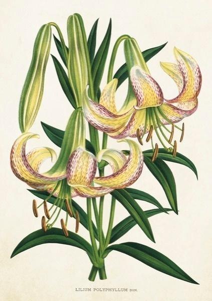 Karnet ST359 B6 + koperta Lilia