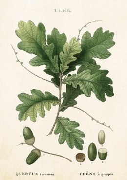 Karnet ST283 B6 + koperta Liść dębu