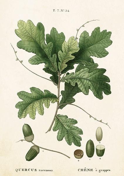 Karnet ST283 B6 + koperta Liść dębu