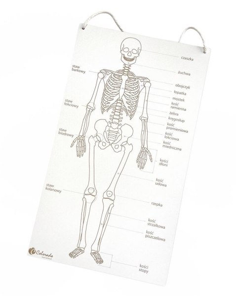 Szkielet człowieka tablica edukacyjna