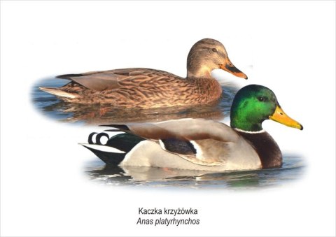 Obraz A4 Kaczka krzyżówka