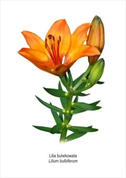Obraz A4 Lilia bulwkowata