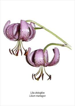 Obraz A4 Lilia złotogłów