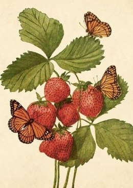 Karnet ST502 B6 + koperta Truskawki i motyle