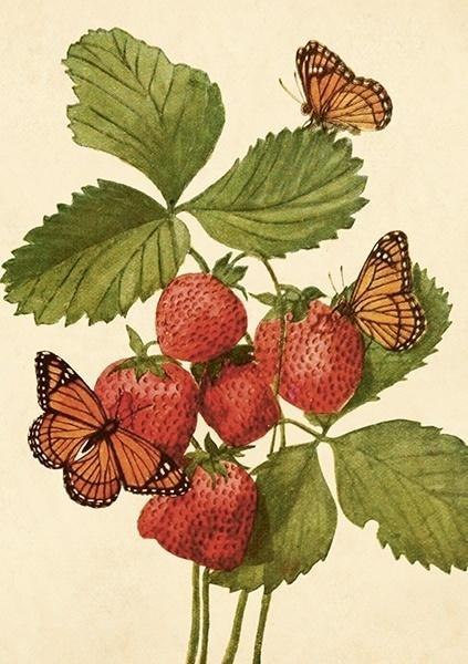 Karnet ST502 B6 + koperta Truskawki i motyle