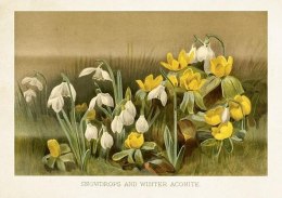 Karnet ST504 B6 + koperta Przebiśniegi