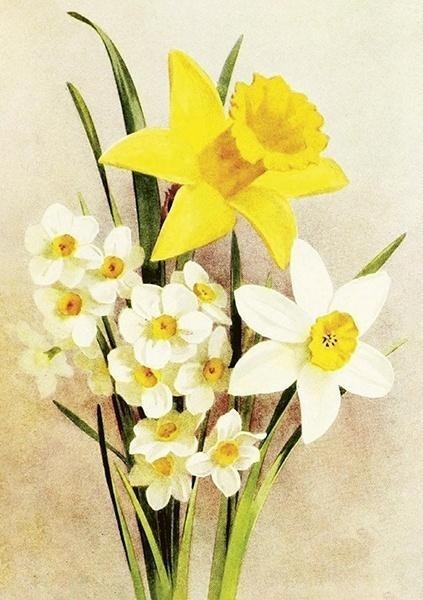 Karnet ST506 B6 + koperta Żonkil