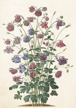 Karnet ST510 B6 + koperta Orlik pospolity