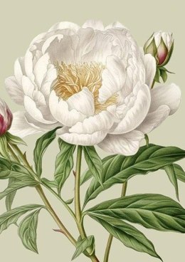 Karnet ST514 B6 + koperta Biała piwonia