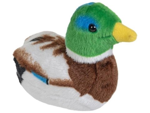 Maskotka Kaczka krzyżówka z dzwiękiem