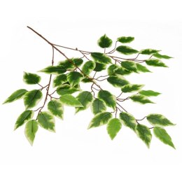 Gałązka benjamina cieniowana