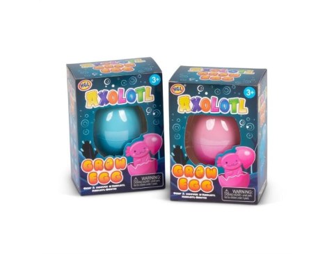 Axolot wykluwający się