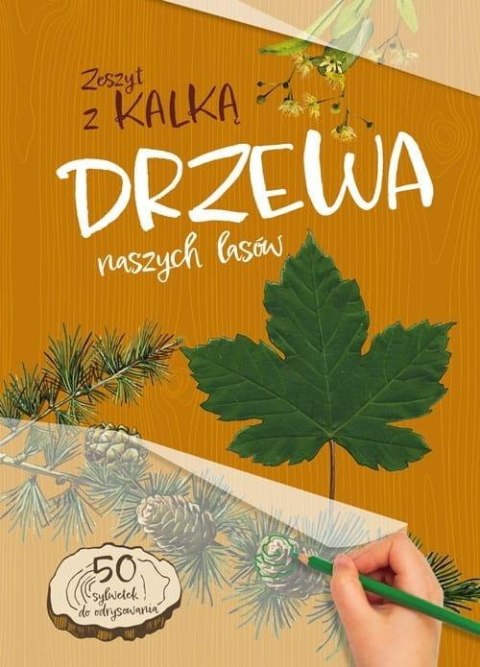Drzewa naszych lasów. zeszyt z kalką