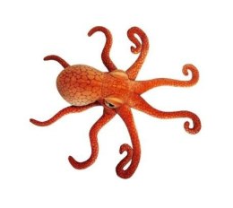 Ośmiornica 47cm