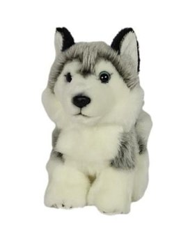 Pies Husky 19cm