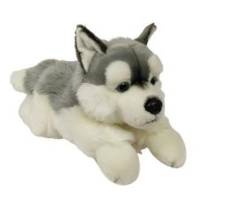 Pies Husky 61cm