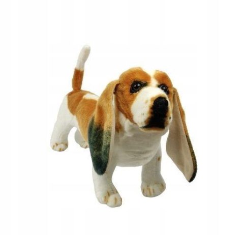 Pies basset 44cm