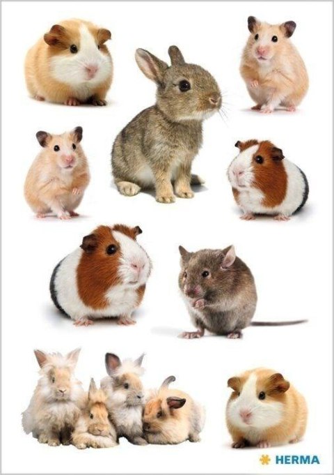 Naklejka Decor gryzonie