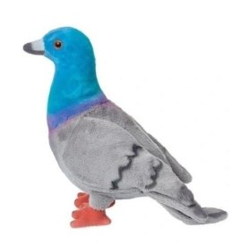 Gołąb miejski 20cm