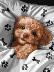 Malowaniepo numerach - Uroczy Maltipoo 30x40cm