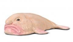 Blobfish