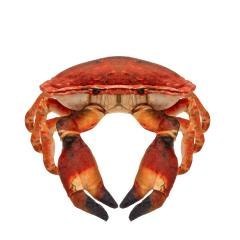 Krab słonowodny 26cm