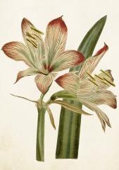 Karnet ST421 B6 + koperta Amarylis