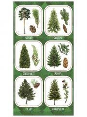 Naklejki Owoce iglastych drzew