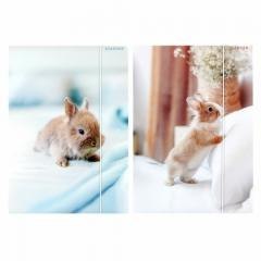 Teczka z gumką A4 Królik mix