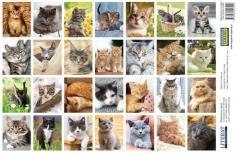 Naklejki. Koty