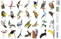 Naklejki. Ptaki