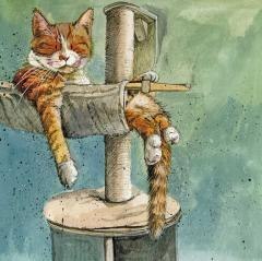 Karnet AC811 Kot na drapaku