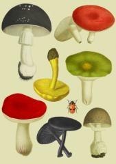 Karnet B6 z kopertą Grzyby