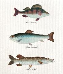 Ściereczka kuchenna Ryby